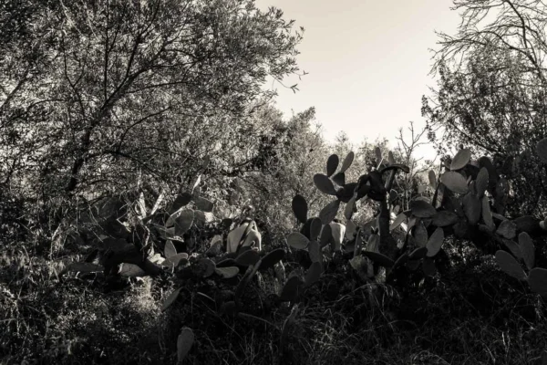Tu_sei_Natura_web4